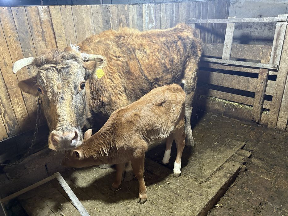 Сиыр бузауымен сатылады