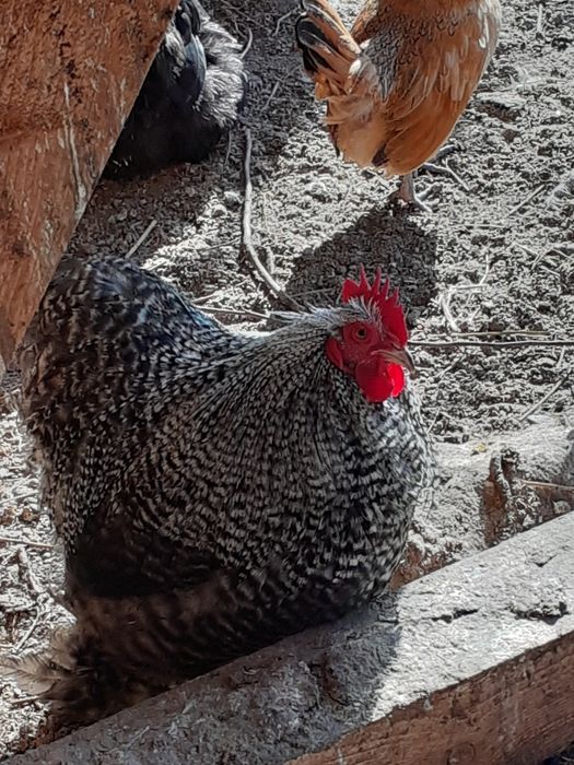 Vând  cocos uriaș cochinchina pitic