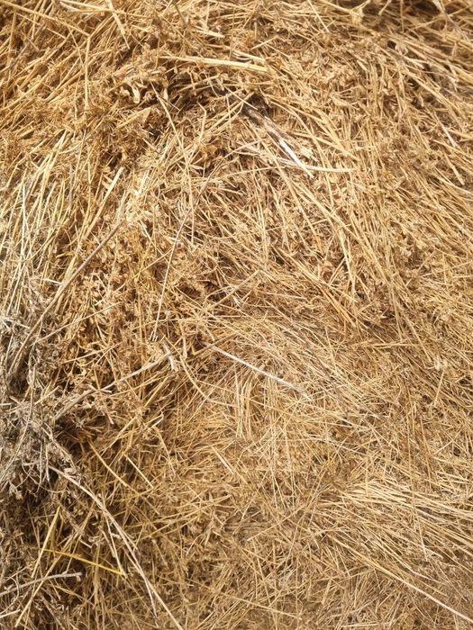 Baloti rotunzi lucernă 120