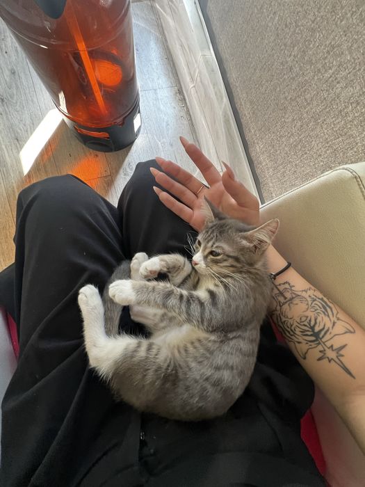 котенок маленький