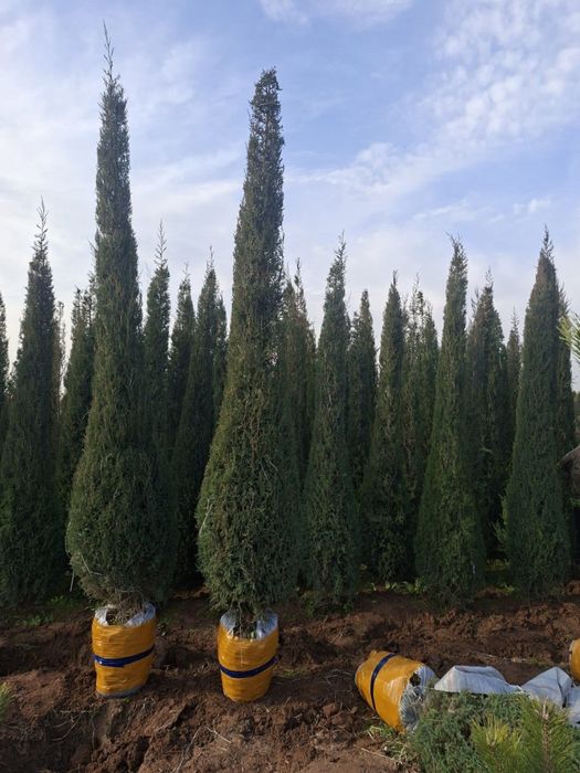 Можжеевельник ели туи пальмы