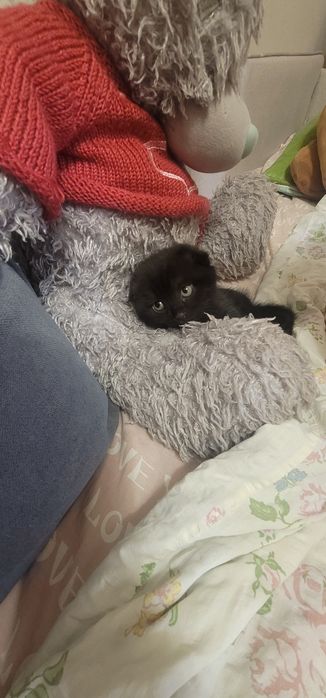 Продам котенка вислоухий мальчик