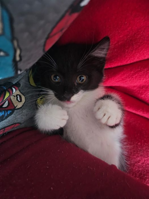 Игривый и ласковый котенок