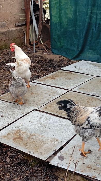 Xoʻroz sotiladi uyda boqilgan