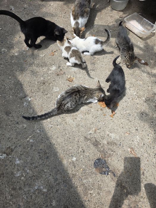 pui de pisicuta pentru adoptie,pisicuta de adoptat,puiut de pisicuta (gratuit)