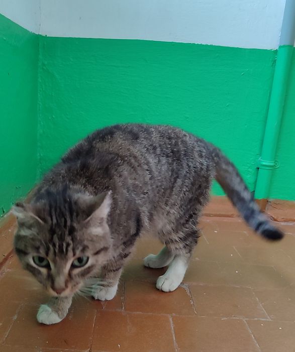 Молодая кошечка ищет дом