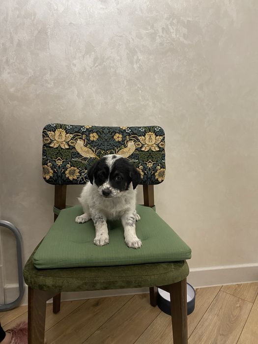 Щенок кобель плмесь