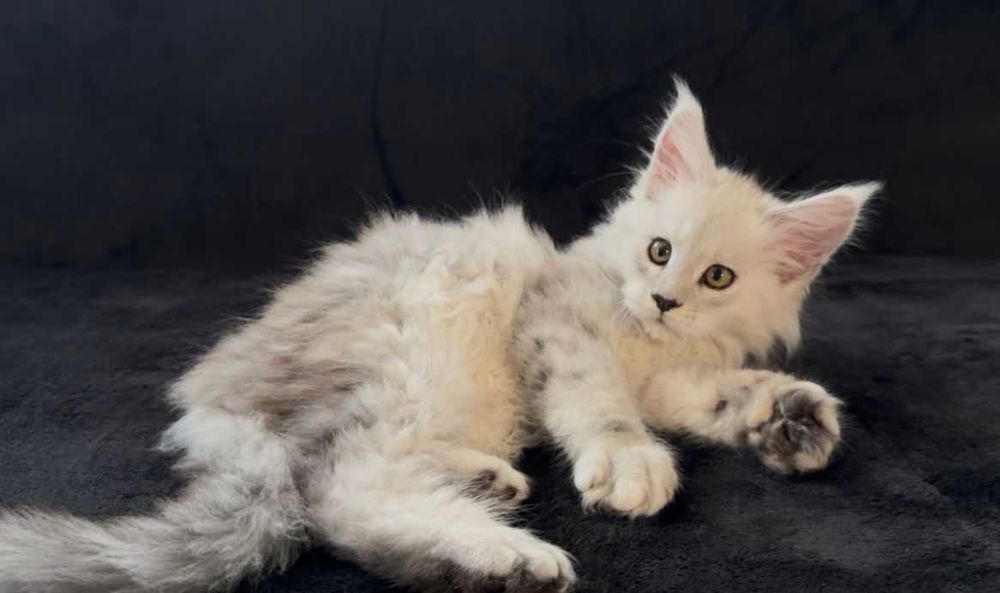 Мейн кун котенца