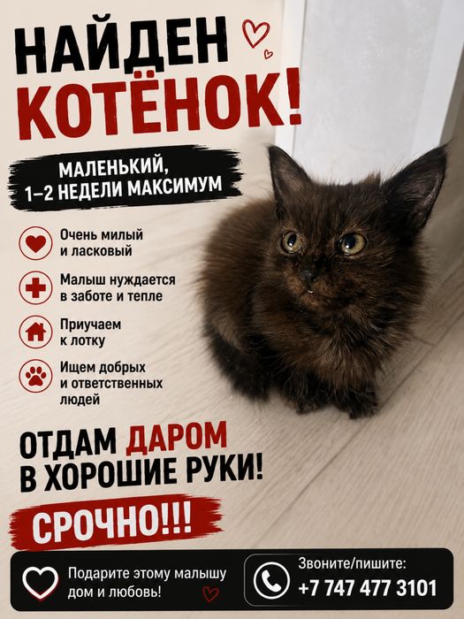 Одам котенка срочно даром