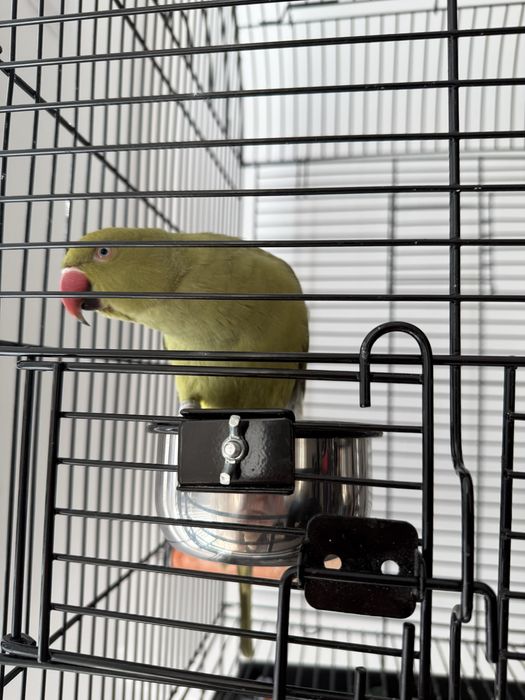 Папагал Малък Александър