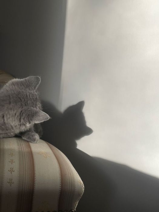 Продам шотландских котят