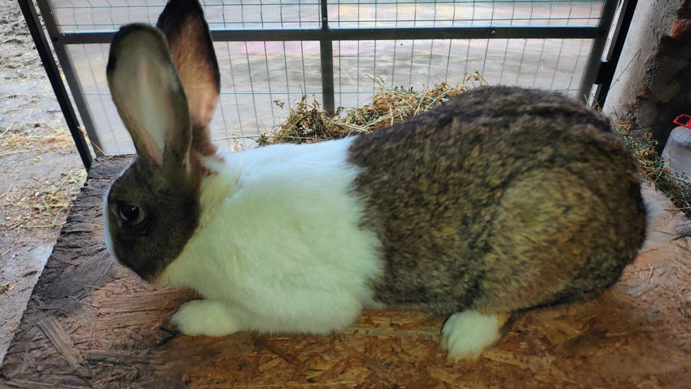 Iepuri  Hycole Francez Masculi