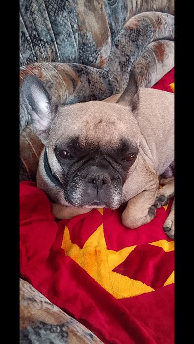 Щенки французского бульдога