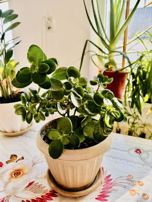 Домашние цветы, Үй гүлдері,гул