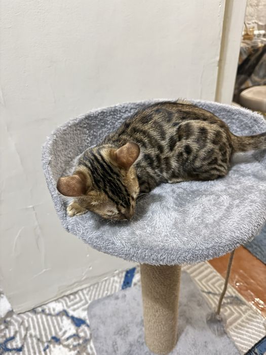 Бенгальяская кошка девочка