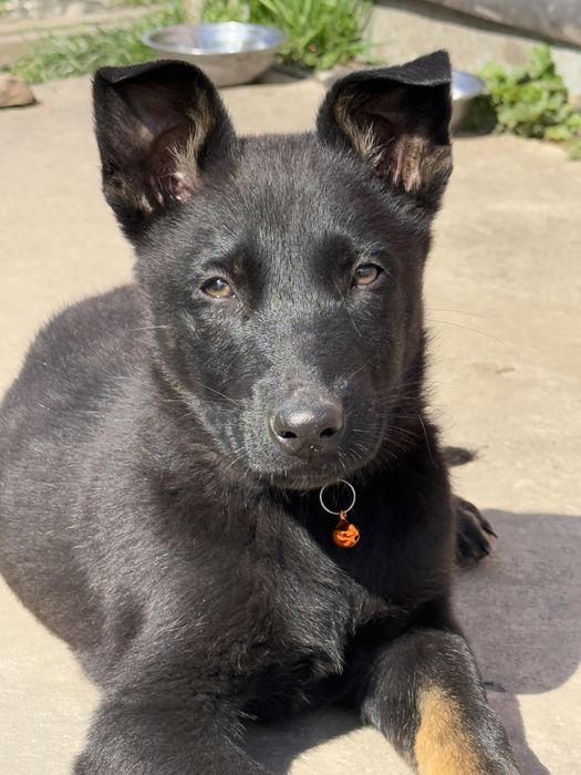 Catelus ciobanesc german cauta casuta