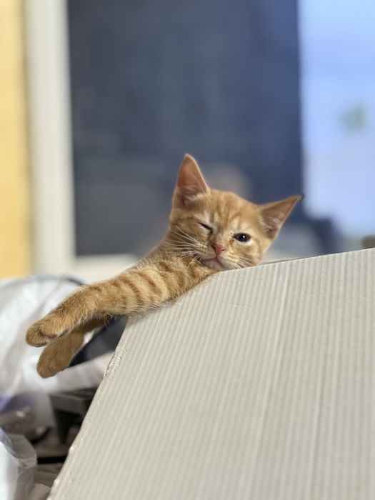 Котята ищут дом