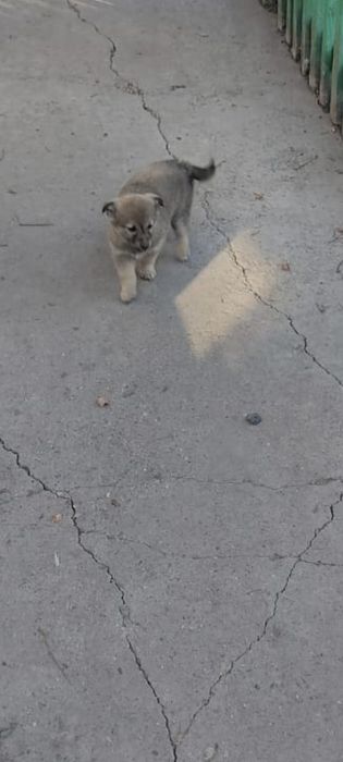 Отдам в хорошие руки щенка.