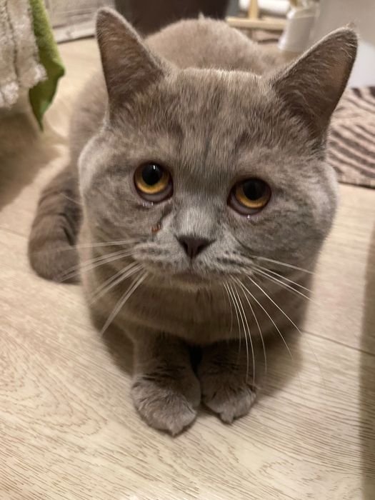 Британская кошка