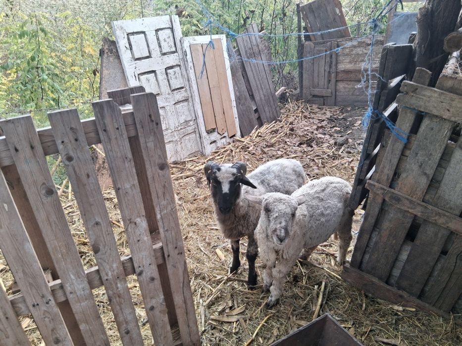 Vand miel cel cu coarne