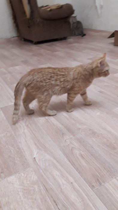 Молодая кошечка подросток отдам