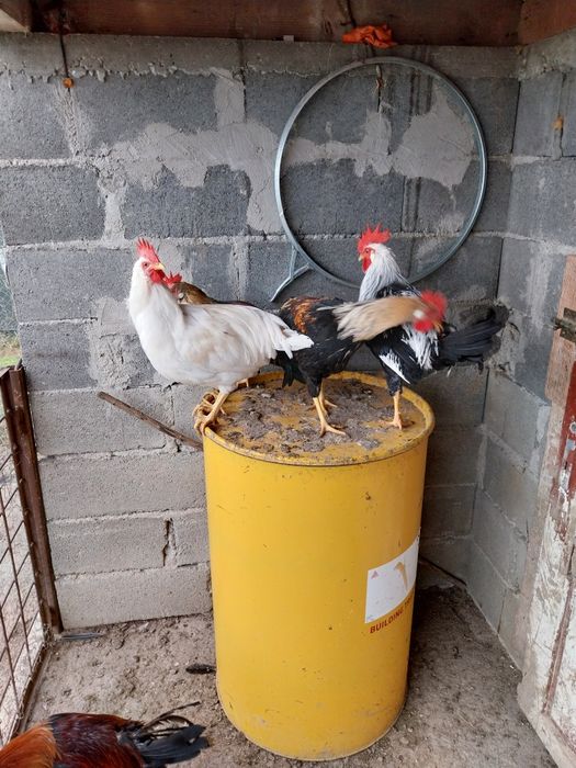 Cocoși italieni de vanzare