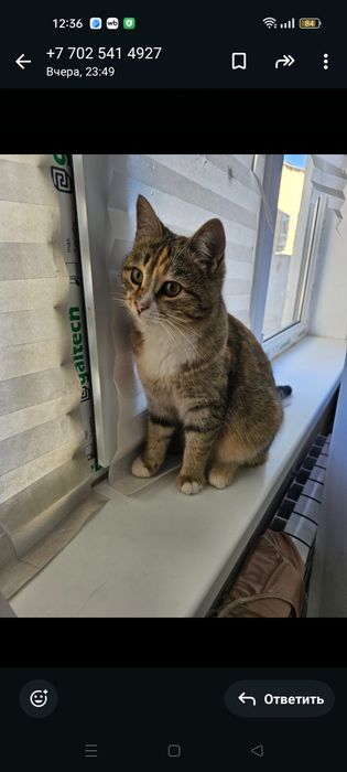 Кошечка в добрые руки