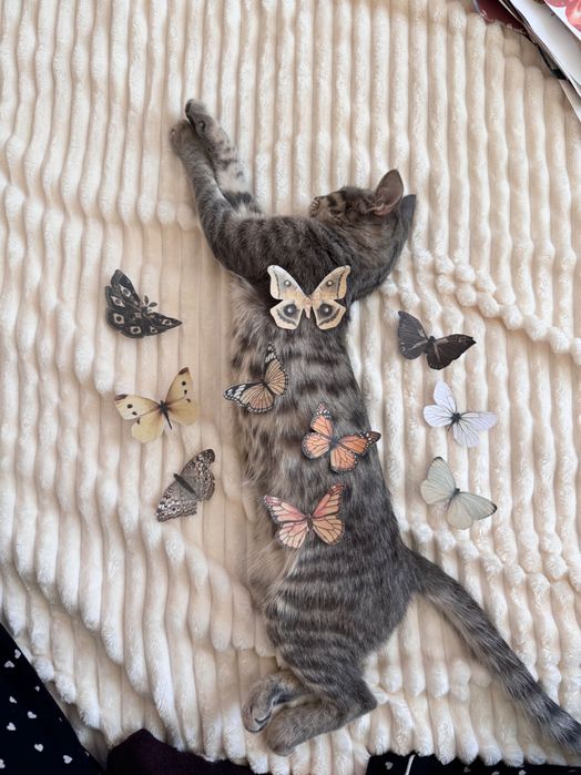 Домашняя кошка, в подарок латок и миски