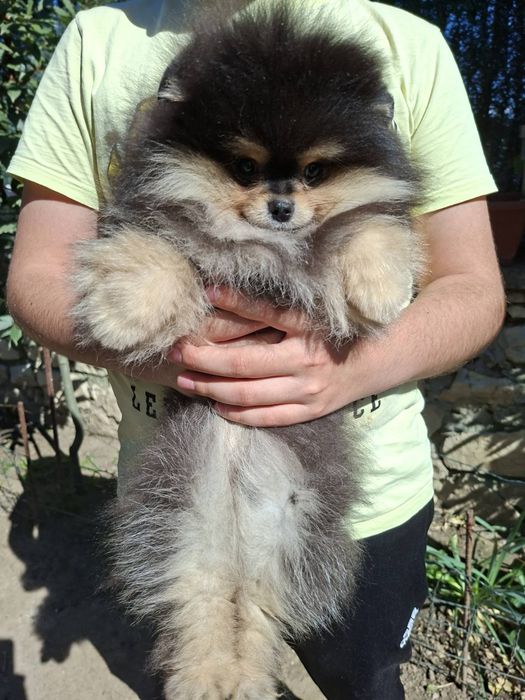 Померан момченце