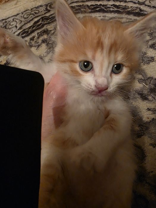 Отдам котёнка (мальчик)в добрые руки