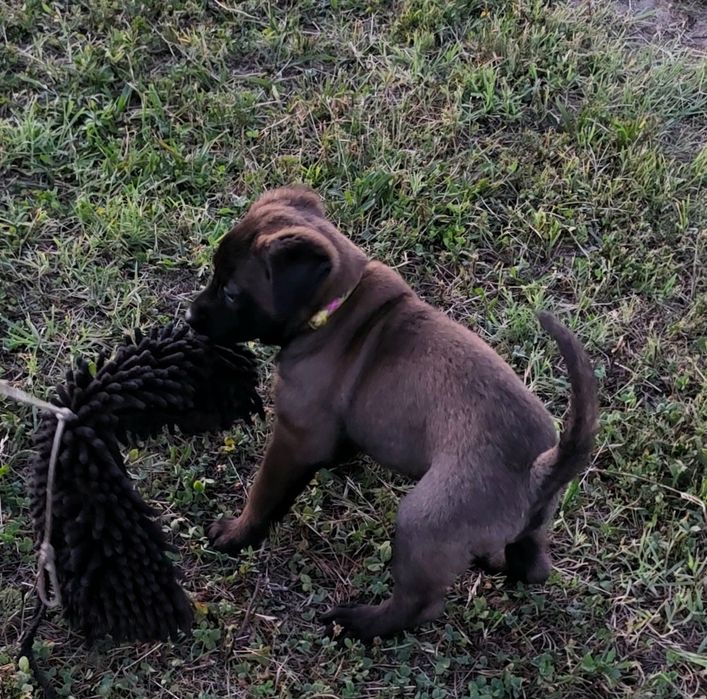 Ciobănesc belgian malinois mascul