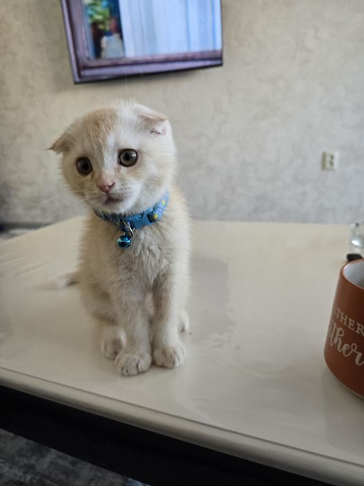 Шотландский вислоухий кобель 3-месячного кобеля.