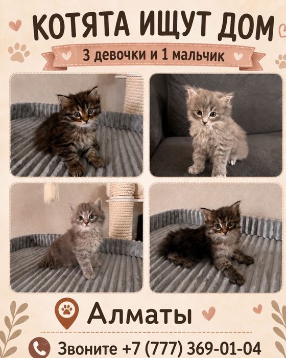 Продаем котят в хорошие руки