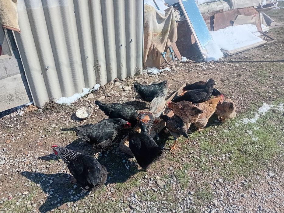 Тауықтар сатылады