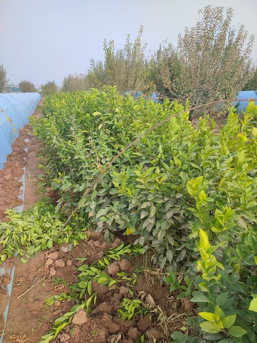 Kumkuvat, mandarin,apilsin,mandarin