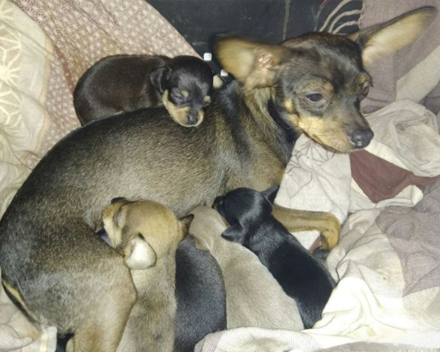 Продам щенков той терьера мальчики и девочки