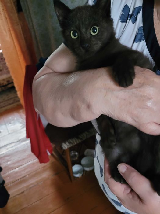 Отдам котенка бесплатно