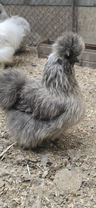 Matase japoneza tineret si adulte disponibile