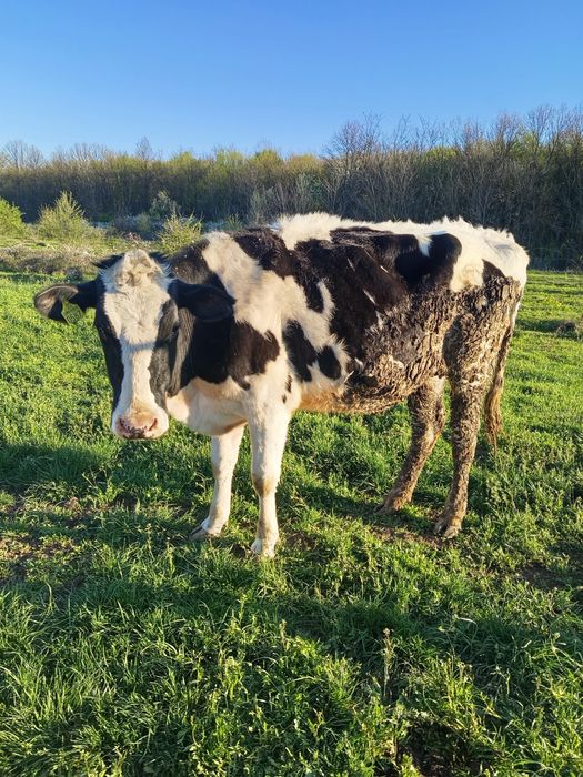 Vaci și juninci de vânzare