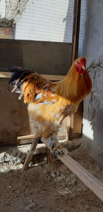 Брама хўрозлар сотилади