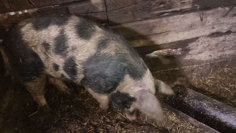 Продам кабанов не кастрированных.