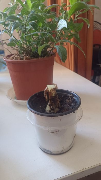 Продам Гиппеаструм