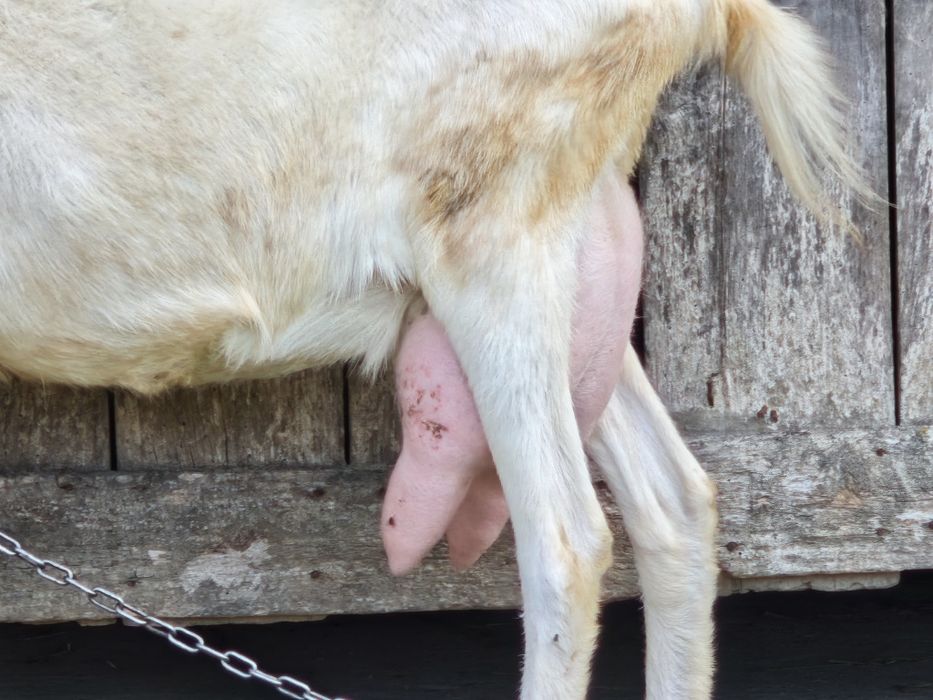 Țap Saanen 4 luni
