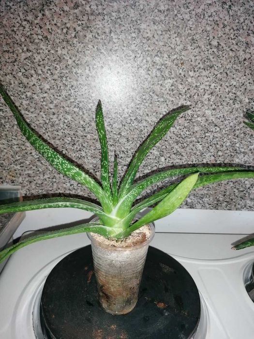 Цветя, сукуленти - Хавортия, Каланхое, Алое, Граптопеталум