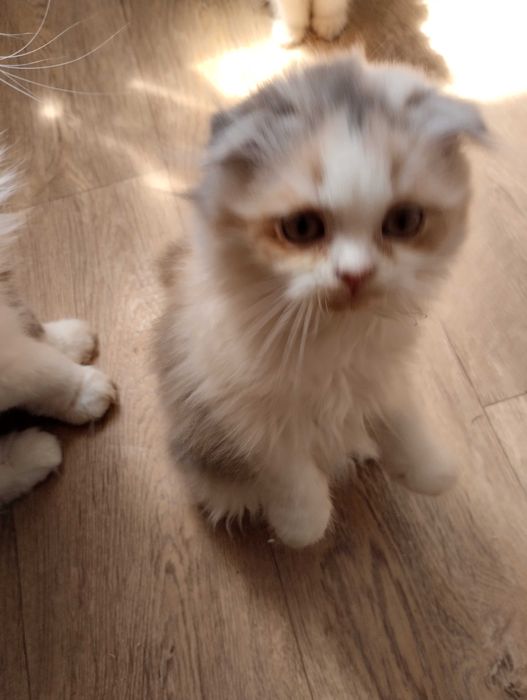Шотландские котята