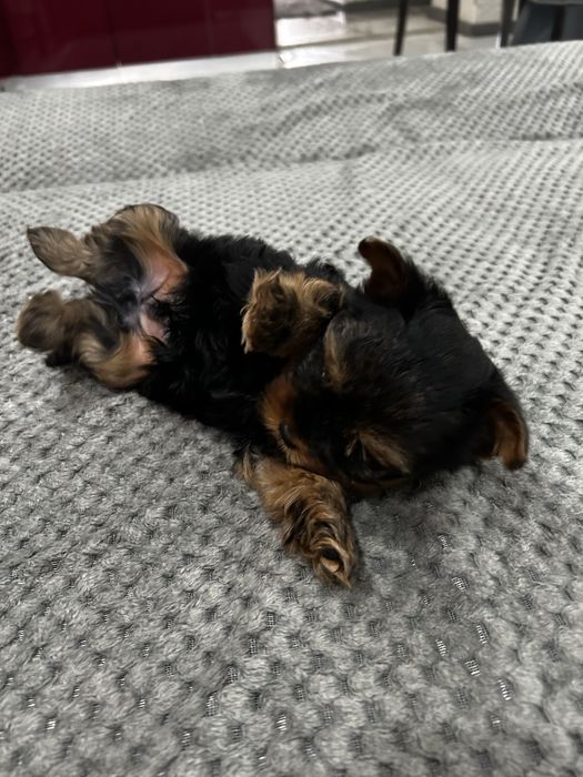 мини йоркширски териер