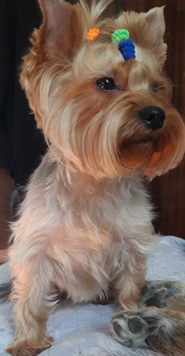 Чудесная девочка- йоркширский терьер!