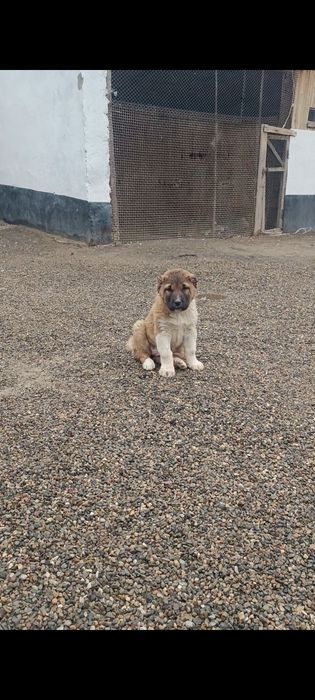 Продам щенков САО Алабая