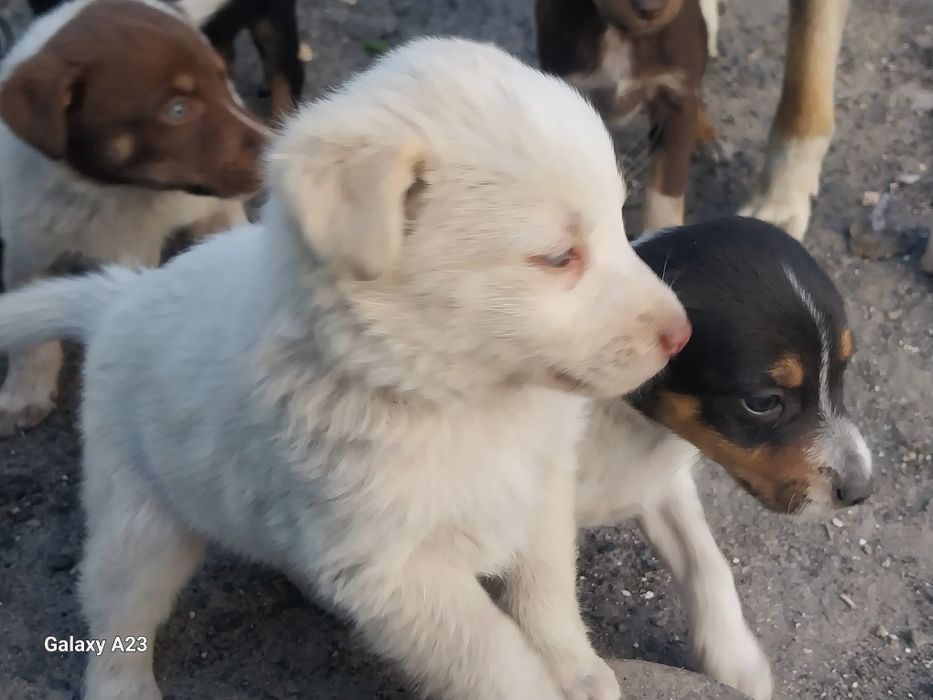Отдам щенят в добрые руки