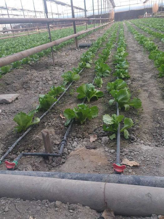 Продается земля  21 сотка Багиш, ориентир  Уртасарай  Авангард